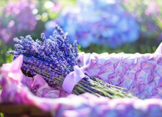 Lavanda: Ljepota i blagodati ove mirisne biljke